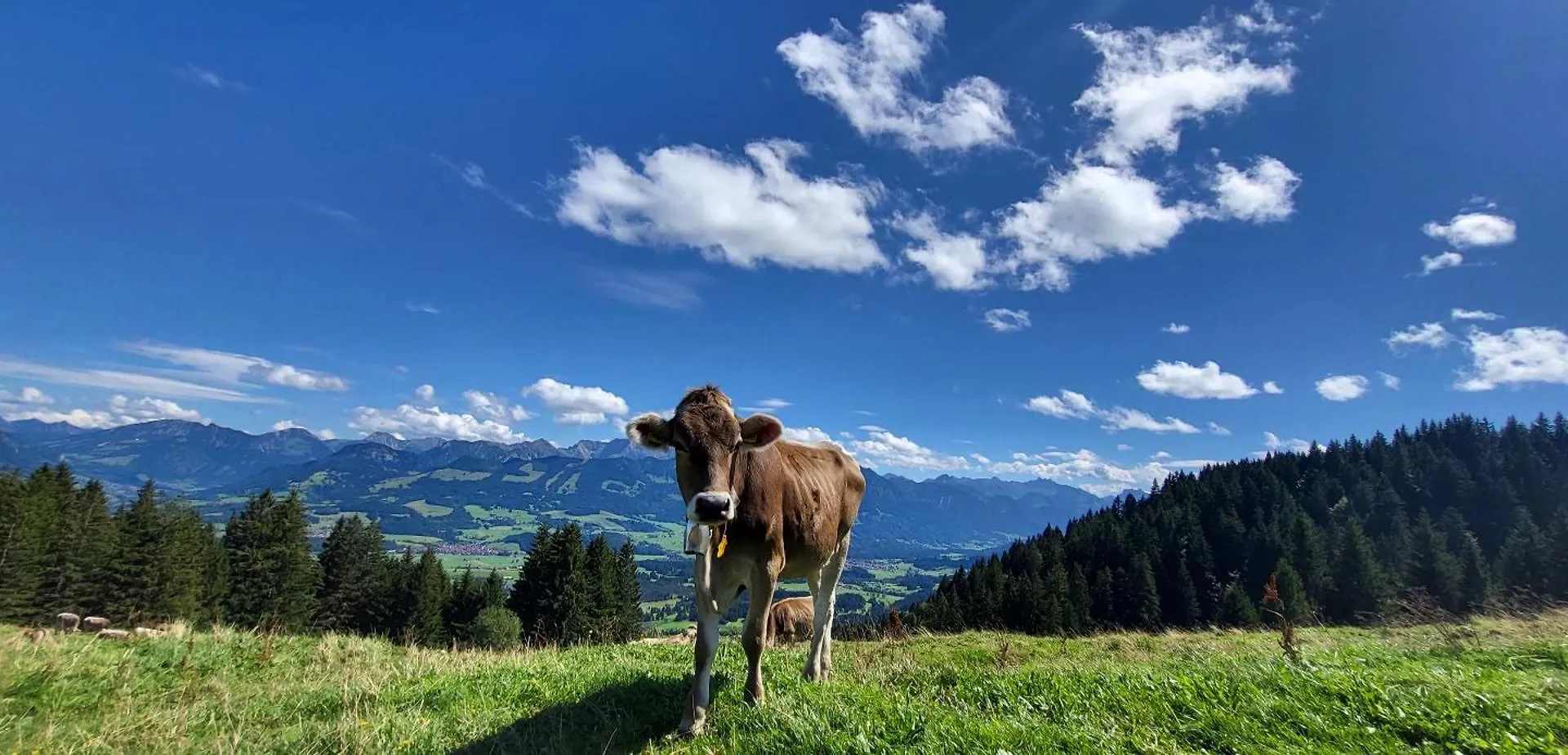 Fewo Allgaeuliebe Mit Wlan Oberstaufen Steibis Apartmán